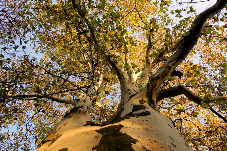 Beschreibung der Platane (Platanus)
