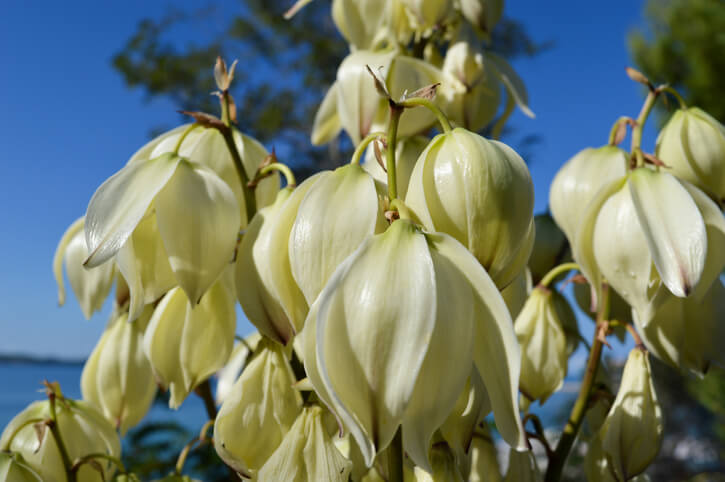 Die Blütezeit der Yucca Gloriosa