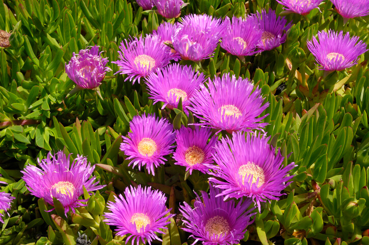 Die Mittagsblume - intensiv blühende Sonnenanbeterin