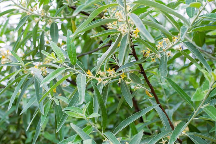 Die Ölweide im heimischen Garten