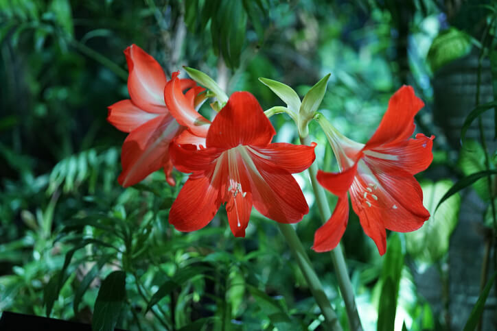 Die Vegetationsphasen der Amaryllis