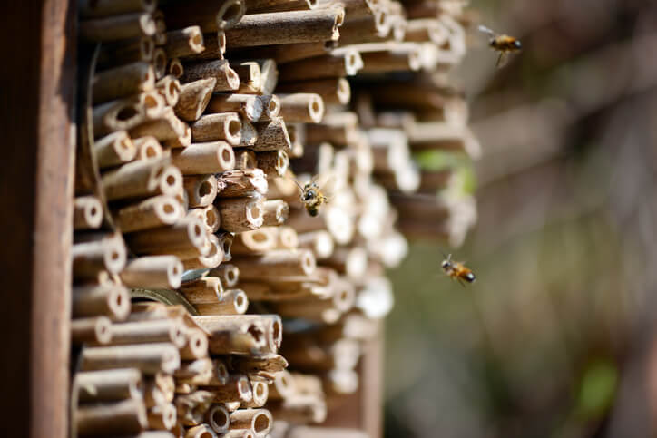 Die Vorteile eines Insektenhotels