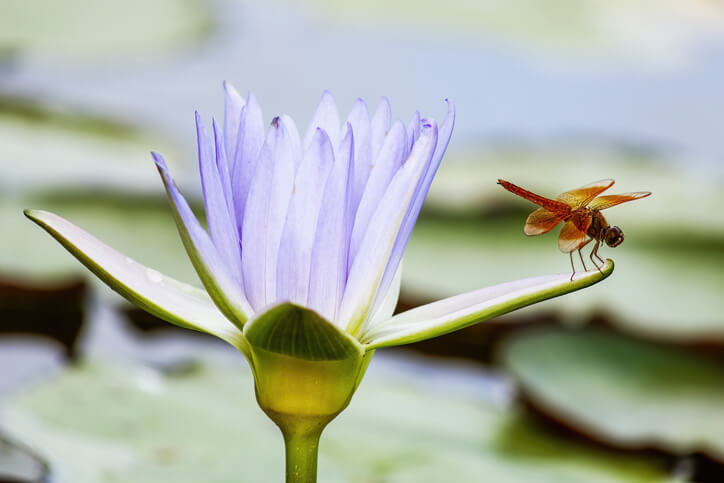 Die großen Blüten der Seerose locken Libellen an