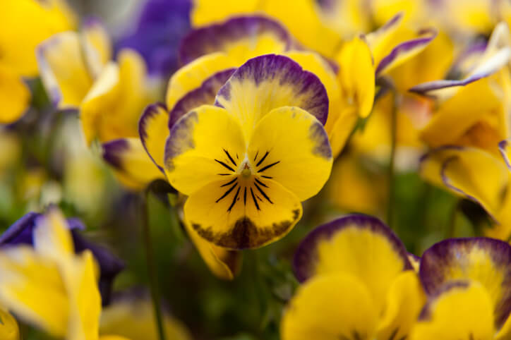 Die richtige Pflege das ganze Jahr über