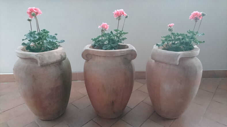 Geranien wirksam vor Nachtfrösten schützen