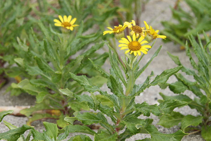 Jakobskreuzkraut erkennen