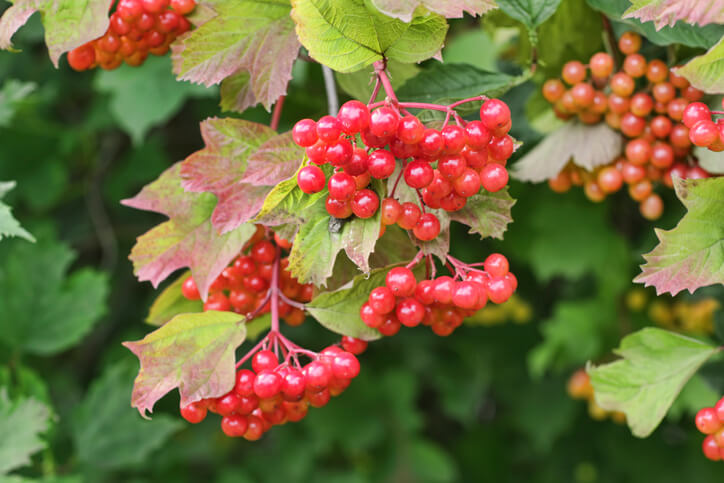 Leicht giftig - was heißt das