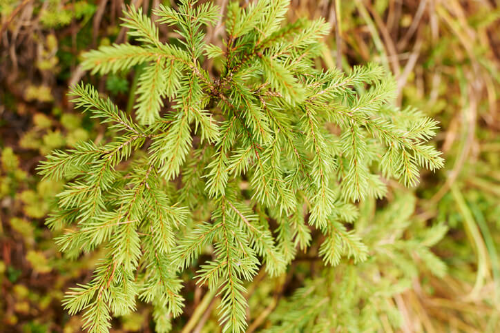 Natürlicher Nadelabwurf