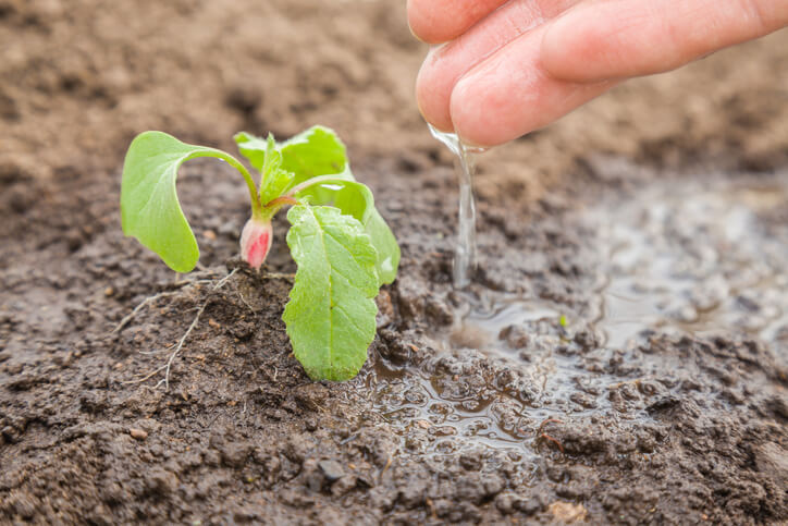 Pflege der Keimlinge