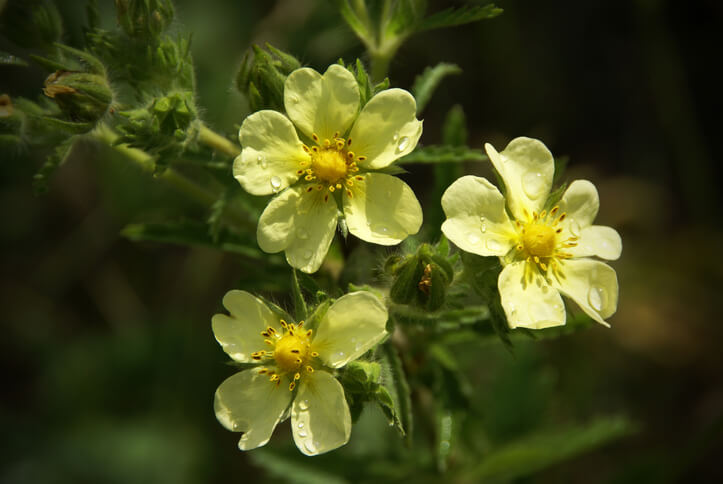 Schneiden des Verblühten