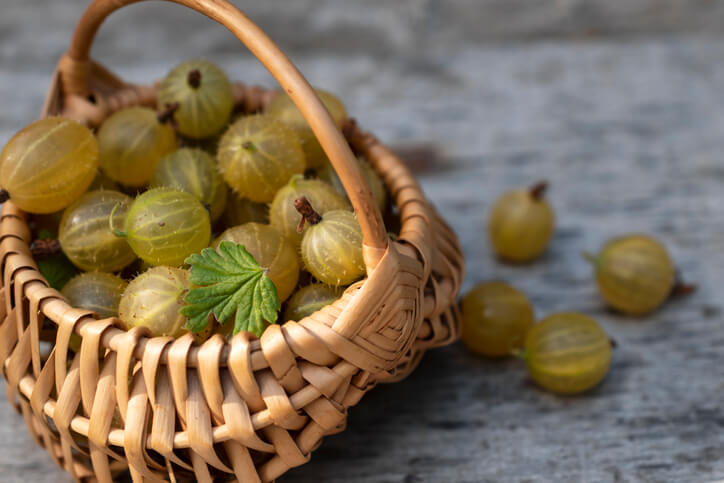 Stachelbeeren ernten - wann ist der richtige Zeitpunkt