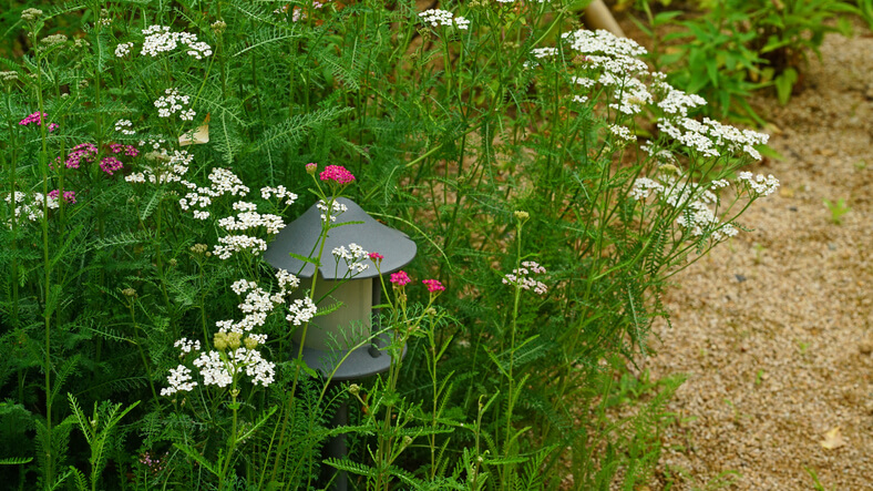 Tiefgründige Humusschicht