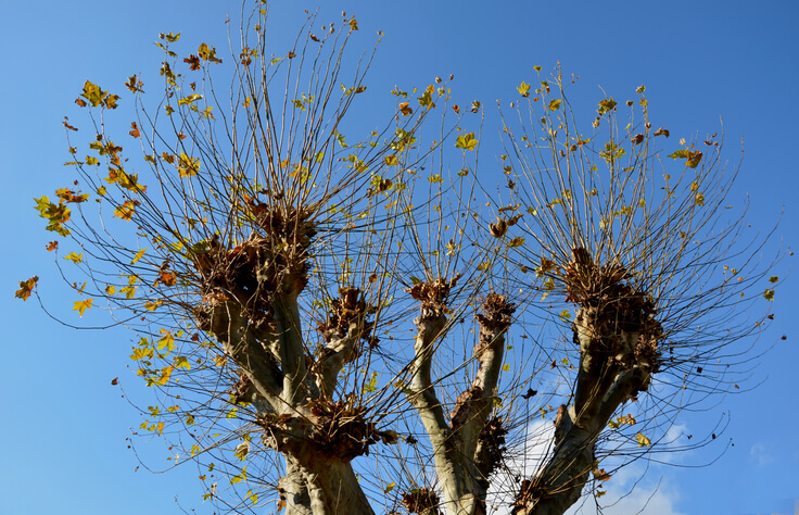 Vor dem Rückschnitt beachten