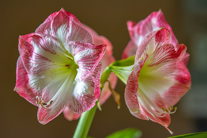 Wachstums- und Blühphase