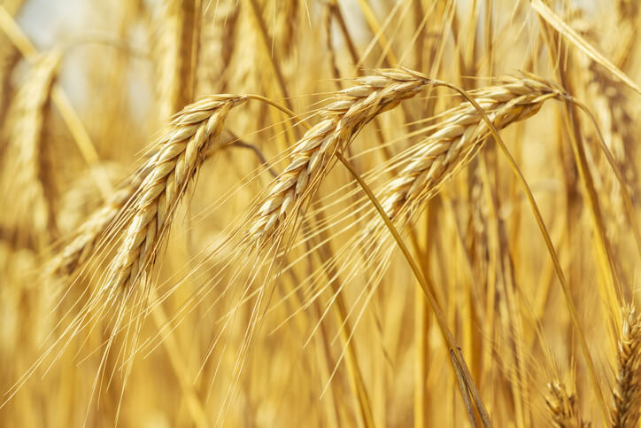 Weizen - die bedeutendste Getreideart