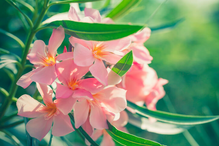 Blüte und Blütezeit