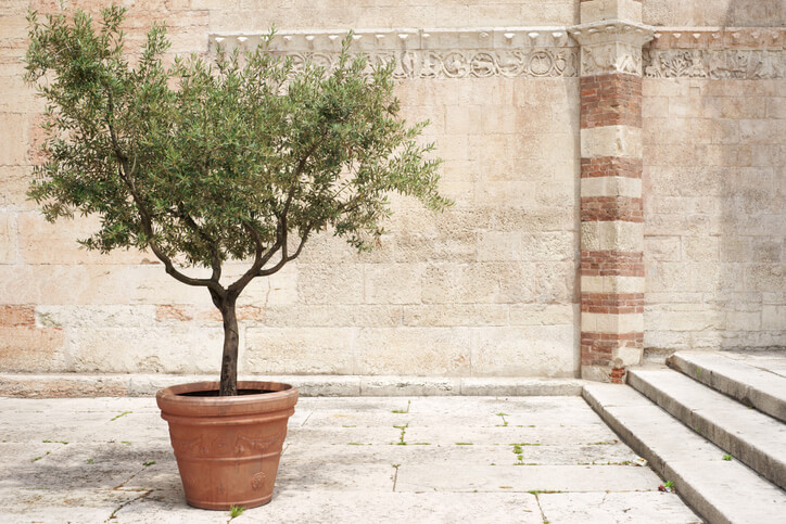 Der pH-Wert bei der Erde für den Olivenbaum