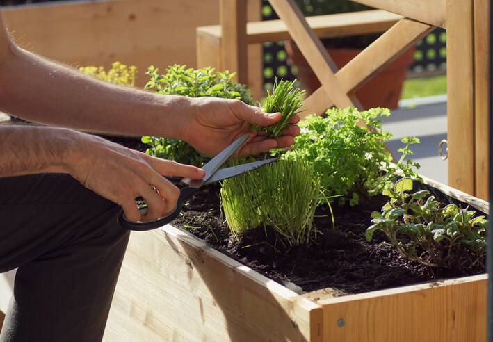 Die richtige Pflege in Topf und Beet