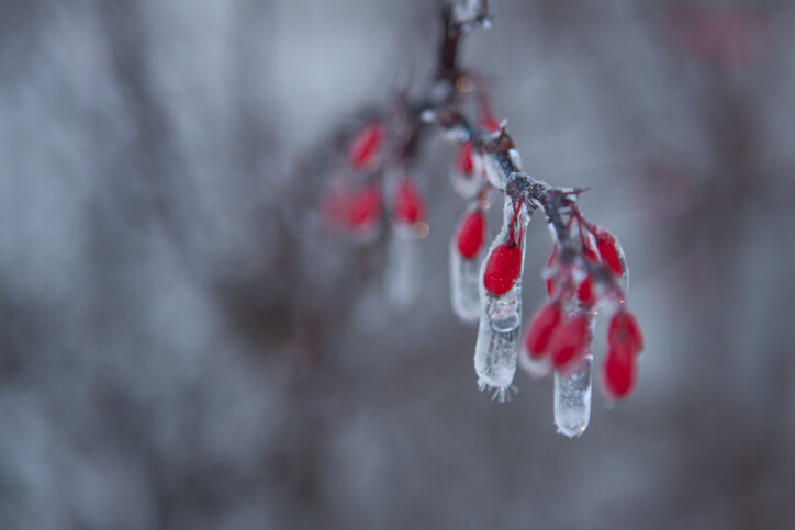 Goji-Beeren sind frosthart bis zu Minusgraden