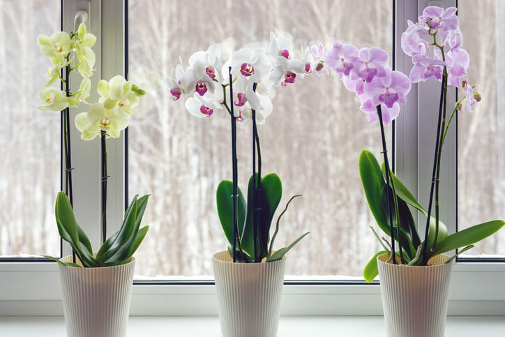 Orchideen im Winter - Monat Februar