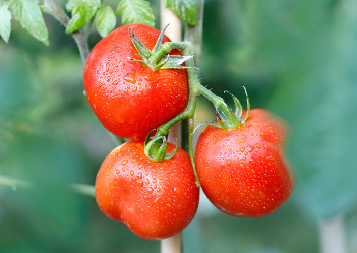 Tomaten ausdünnen - Vor- und Nachteile