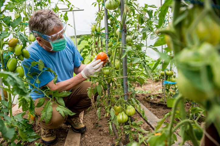 Tomaten richtig ausgeizen und Blattwerk ausdünnen