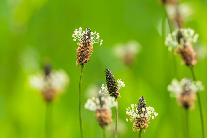 Wild- und Heilkraut