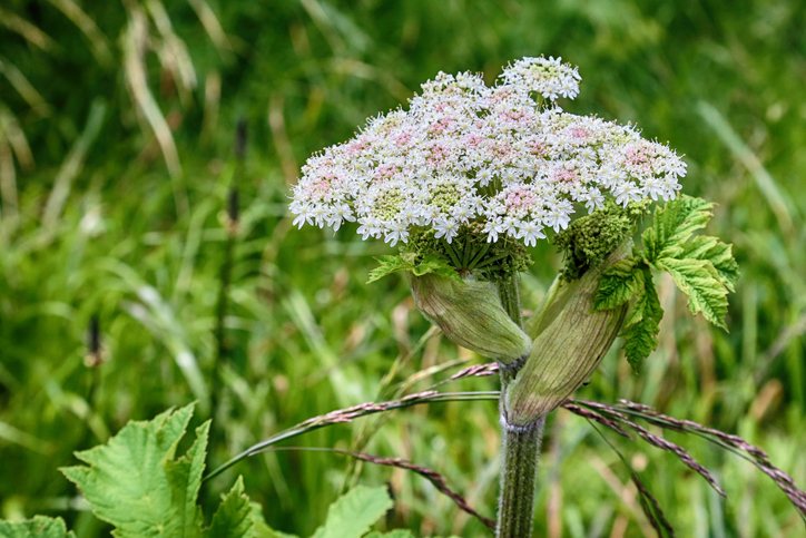 Achtung Verwechslungsgefahr - giftige Doppelgänger