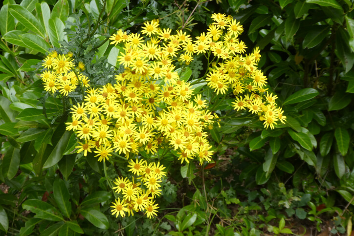 Alle Arten sind giftig