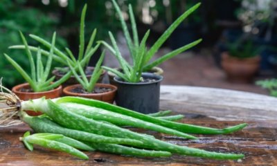 Aloe vera Standort - draußen oder drinnen halten