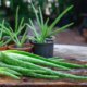 Aloe vera Standort - draußen oder drinnen halten