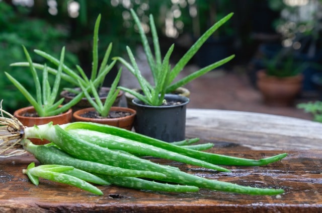 Aloe vera Standort - draußen oder drinnen halten