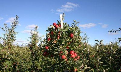 Apfelbaum Wachstum - so viel wächst ein Apfelbaum pro Jahr