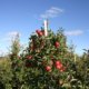 Apfelbaum Wachstum - so viel wächst ein Apfelbaum pro Jahr