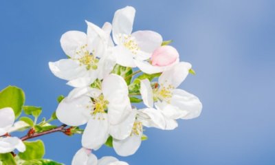 Apfelbaum aus Samen ziehen - Expertentipps