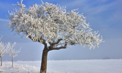 Apfelbaum im Winter schützen