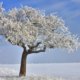 Apfelbaum im Winter schützen