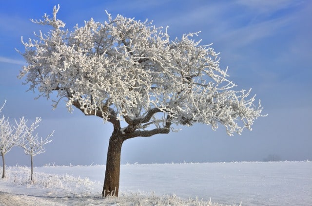Apfelbaum im Winter schützen