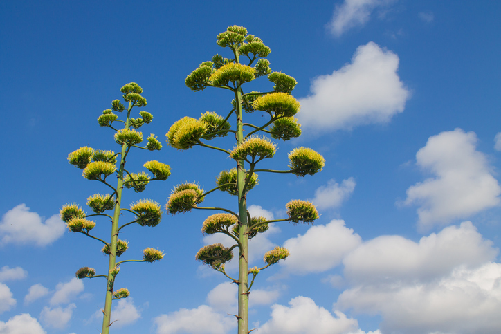 Aussehen und Dauer der Blüte