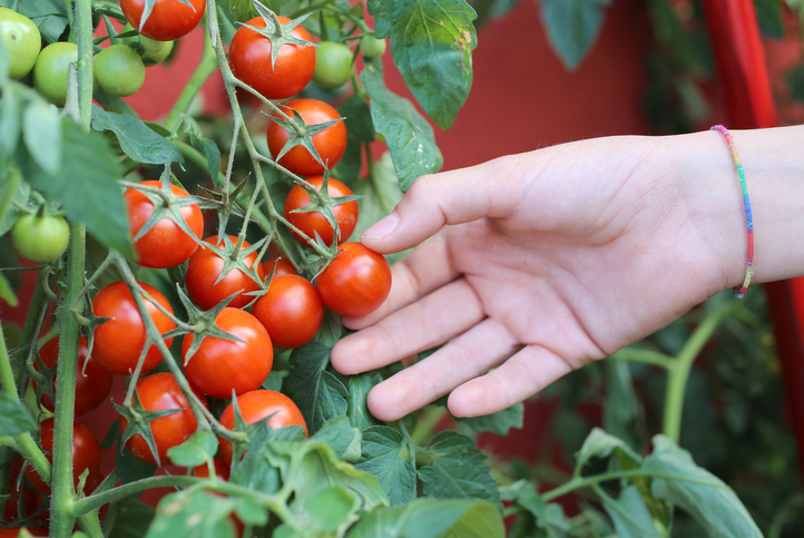 Aussetzen von Cocktailtomaten und ihre Pflege