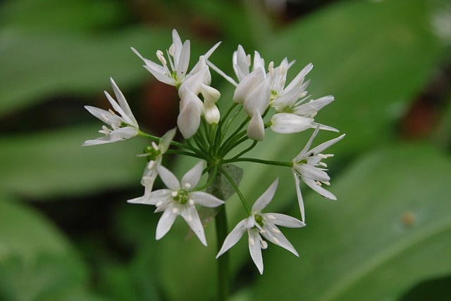 Bärlauch Knospen verarbeiten