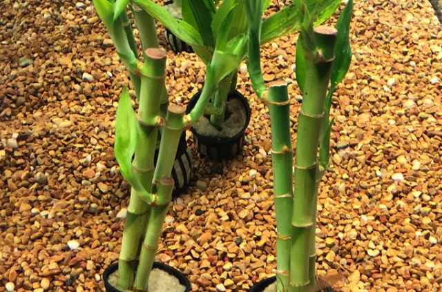Bambus im Aquarium einpflanzen - ist dies möglich