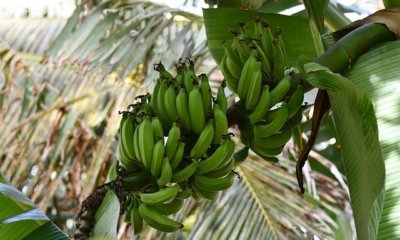 Banane düngen - wann und womit