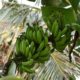 Banane düngen - wann und womit