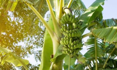 Bananenpflanzen umpflanzen