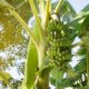 Bananenpflanzen umpflanzen