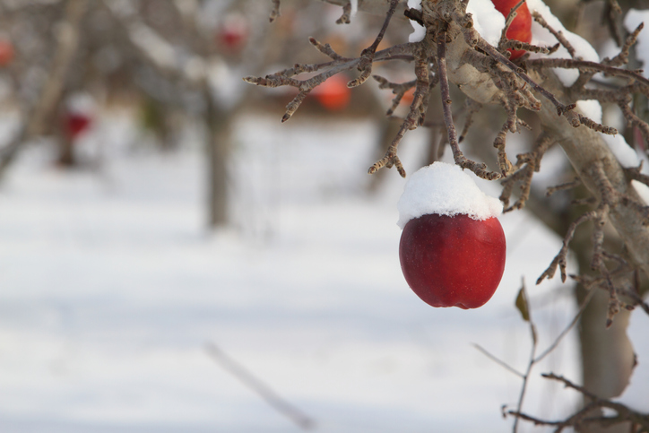 Benötigen Apfelbäume einen Winterschutz