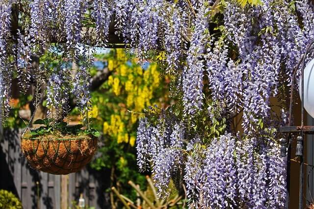 Blauregen auf dem Balkon pflanzen und pflegen - Ratgeber