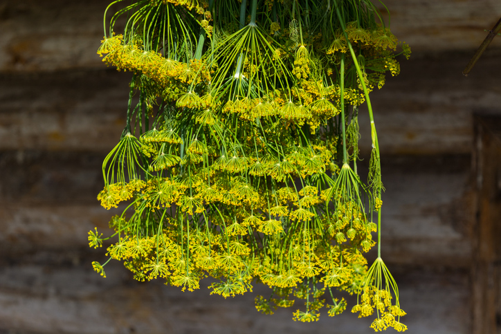 Blüten und Samen lassen sich sehr gut trocknen