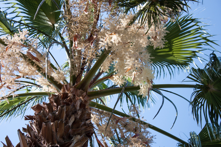 Blütenbildung und Alter der Palme